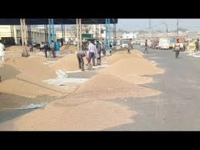 आज की नीमच मंडी रिपोर्ट: